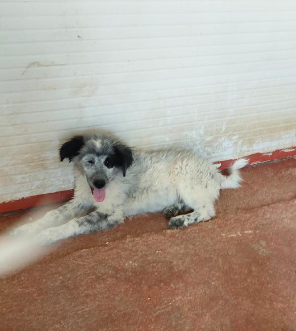 🐾💛 Dado meraviglioso cucciolo cerca famiglia 💕🧑🏻‍🧑🏻‍🧒🏻 Foto 11